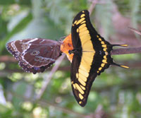 Swallowtail.