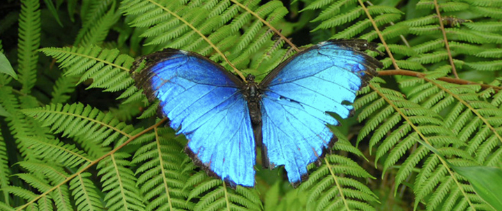 Pilpintuwasi Butterfly Farm
